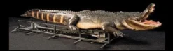 Distortions "Attack Alligator" Professional Halloween Animatronic Animatronics