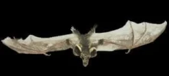 Morris "Brown Bat With Skull Head" Animal Prop Props