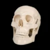 Skeletons And More "Life-Size Skull - 1st Class" Halloween Prop Props