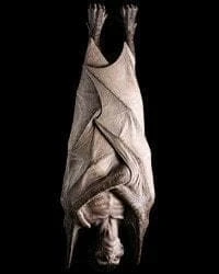 The Horror Dome "Vampire" Halloween Props - Package Deal